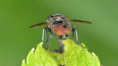 la moscarossa|mosca rossa funziona.